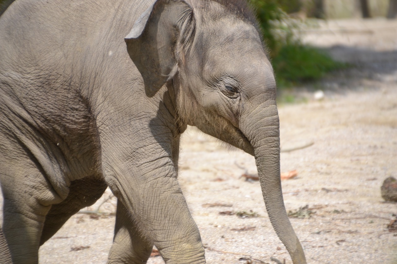 elephant  zoo  animal free photo