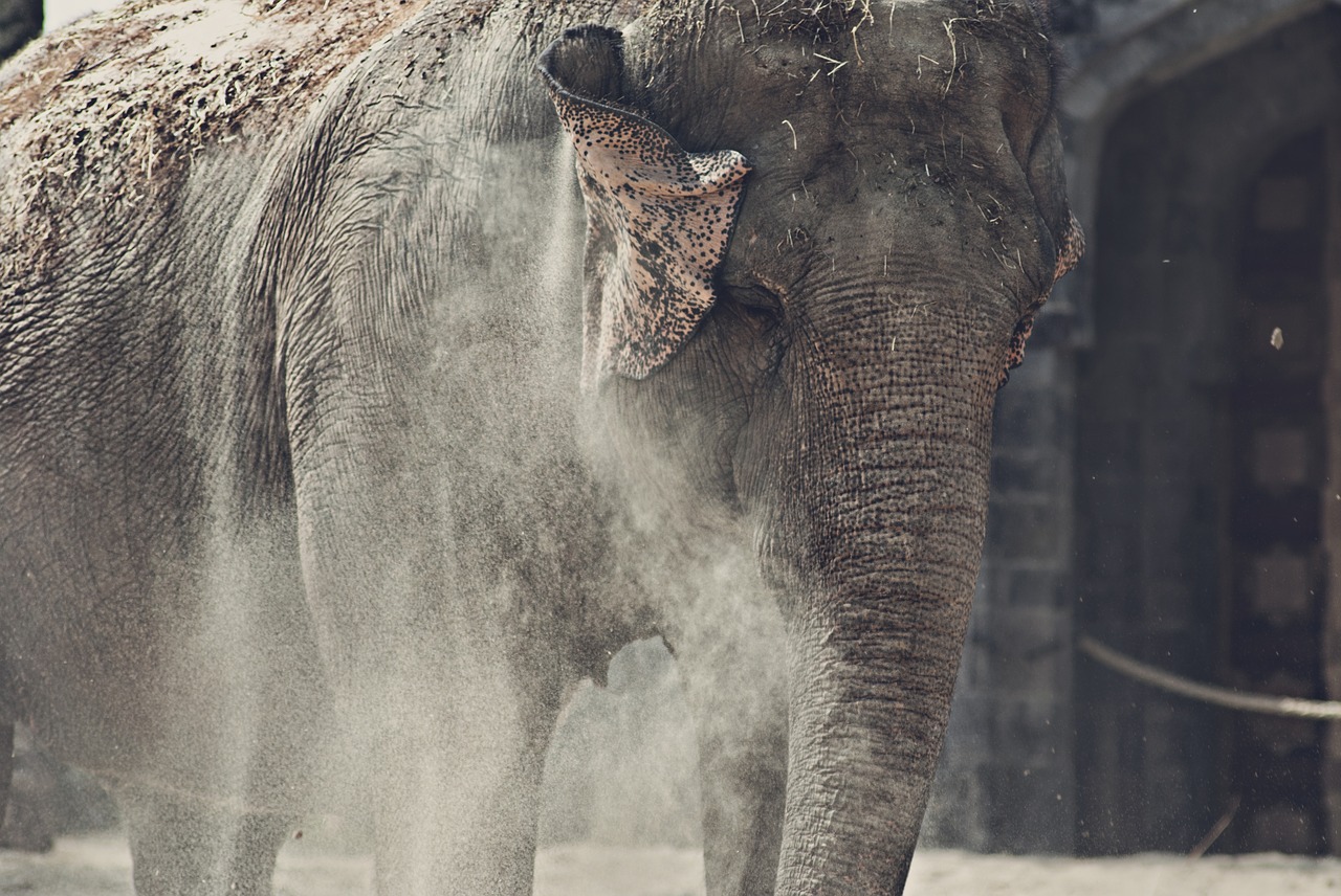 elephant  animal  mammals free photo