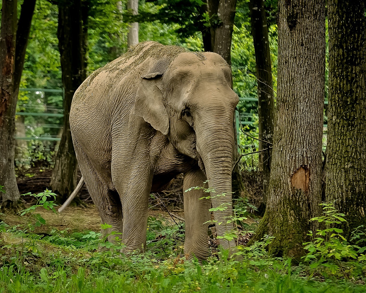 elephant big animal free photo