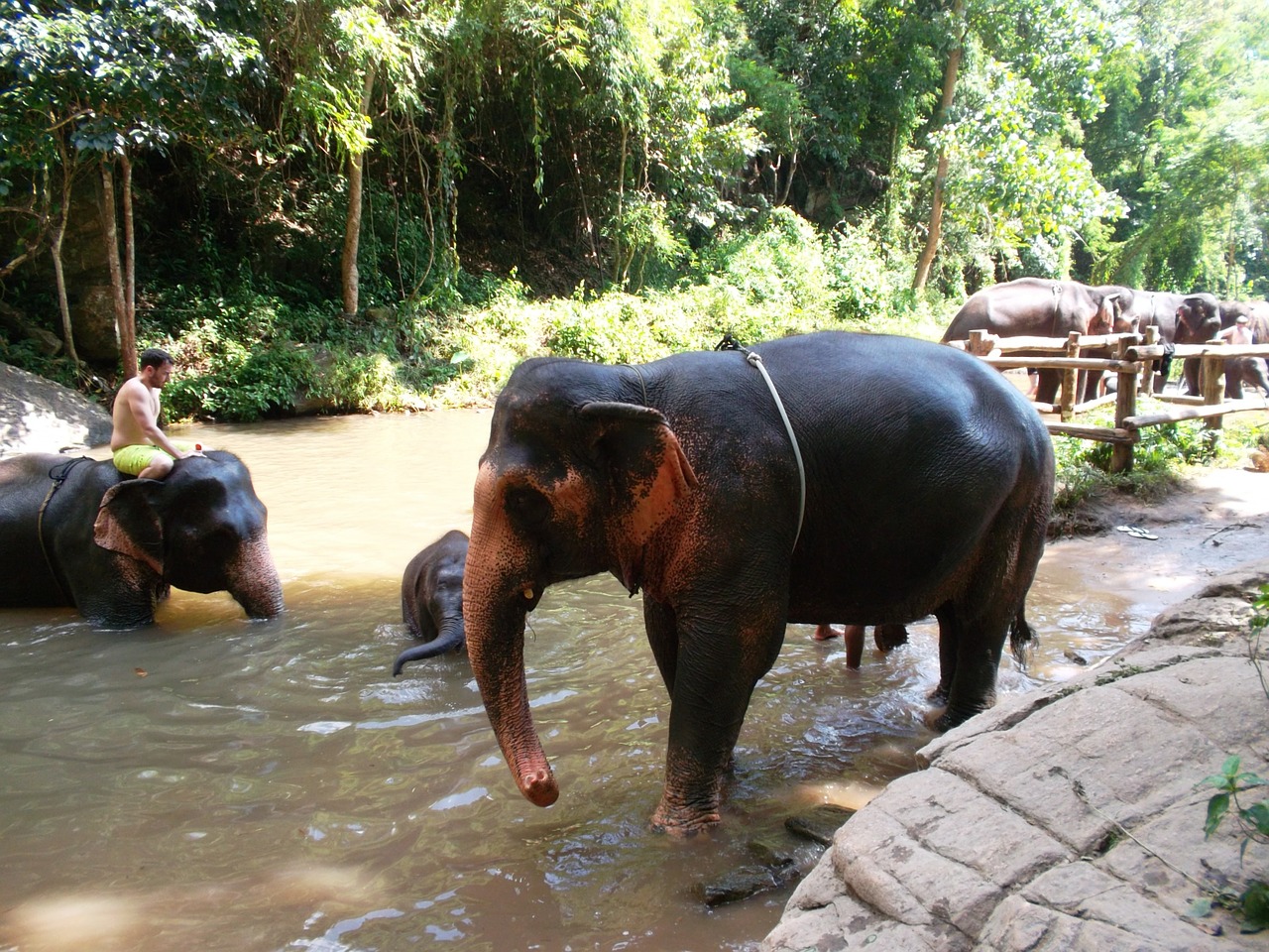 elephant thai elephant animal free photo