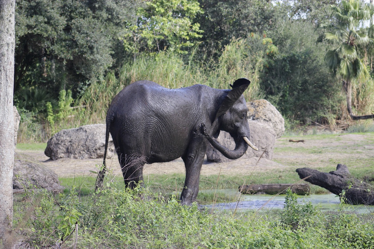 elephant  animal  wild free photo