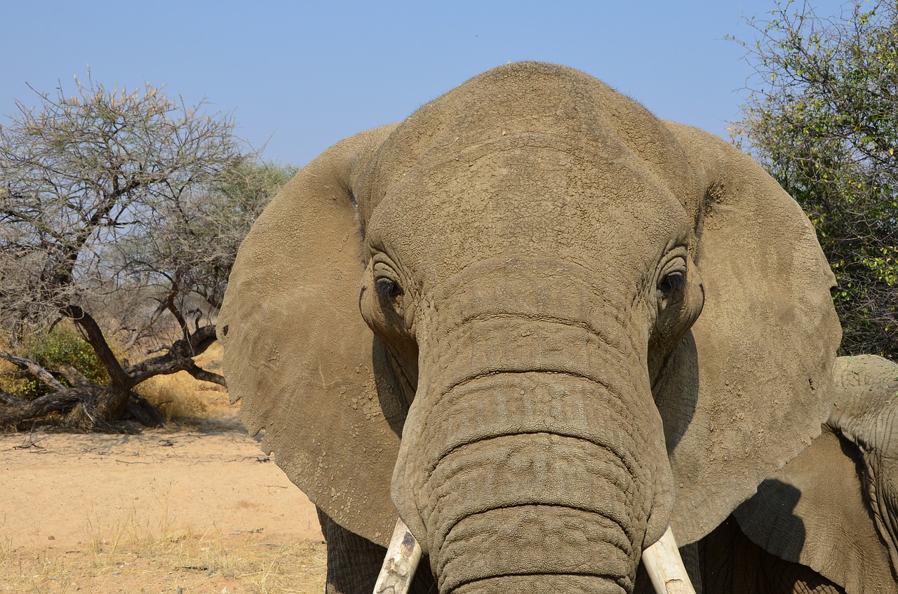 elephant  sky  blue free photo