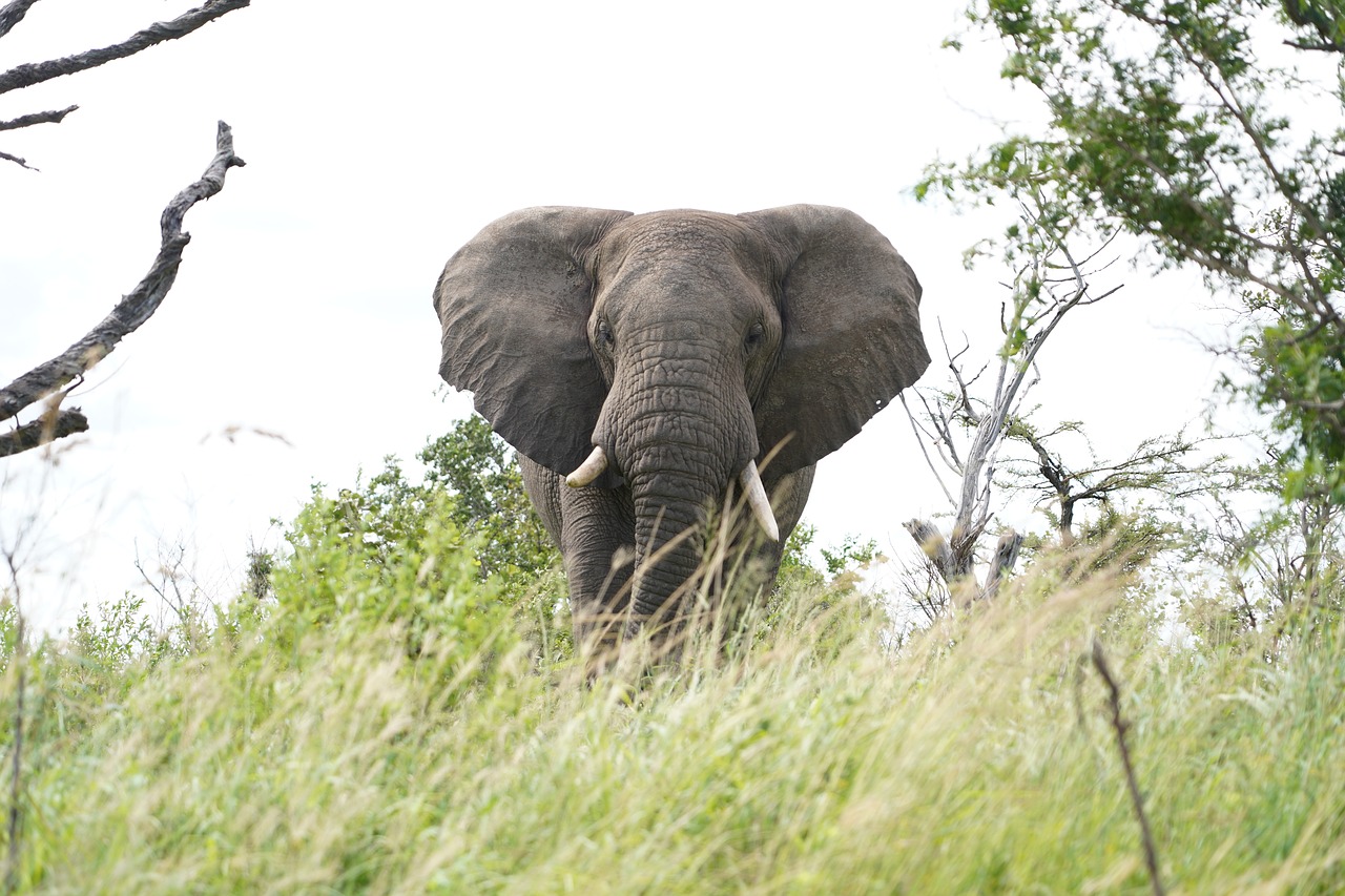 elephant  africa  safari free photo