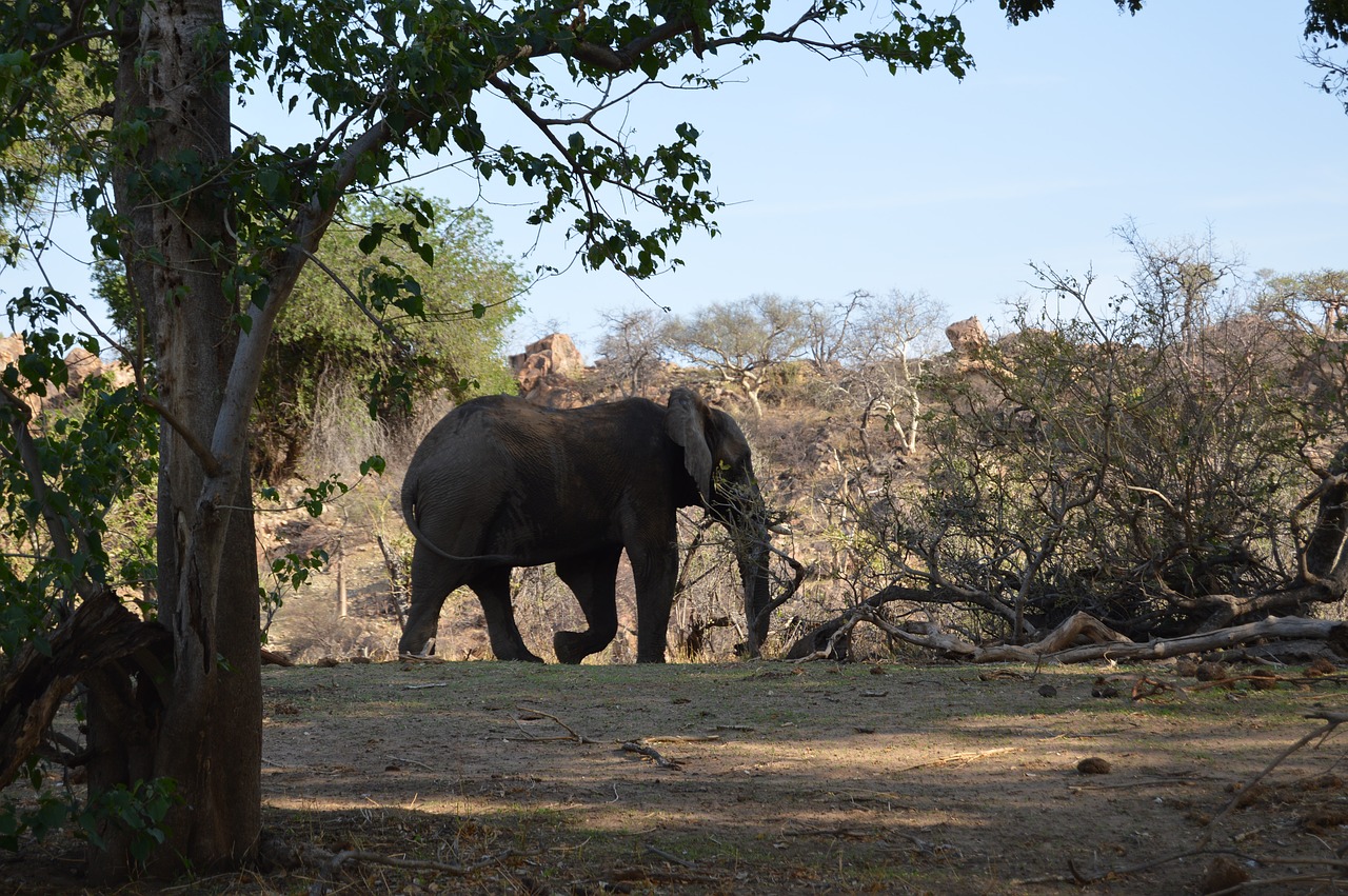 elephant  mapungupwe  wild free photo