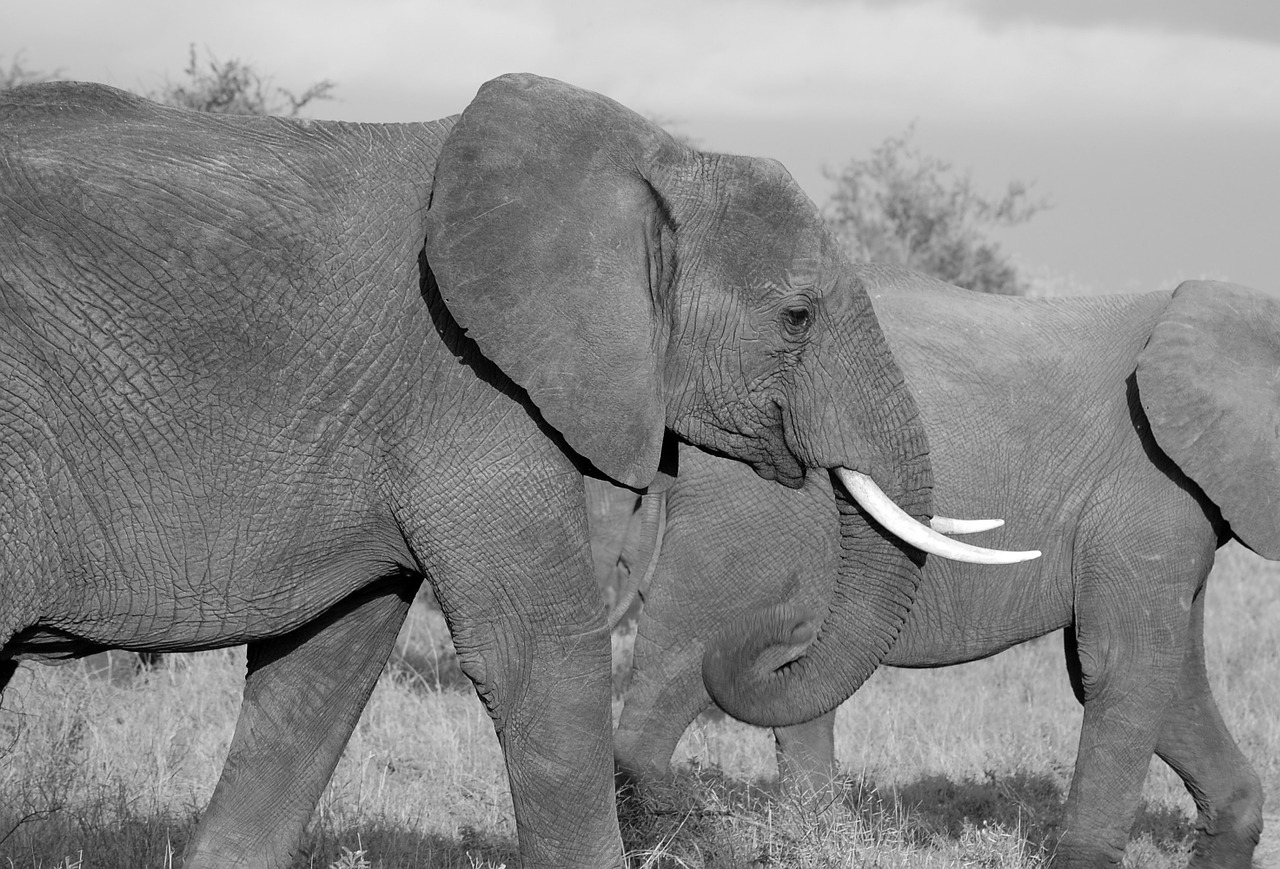 elephant safari wild free photo