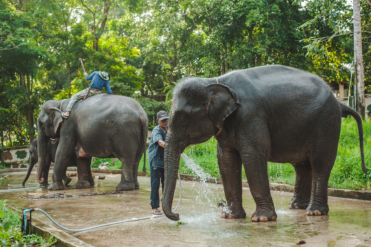 elephant  elephants  thailand free photo