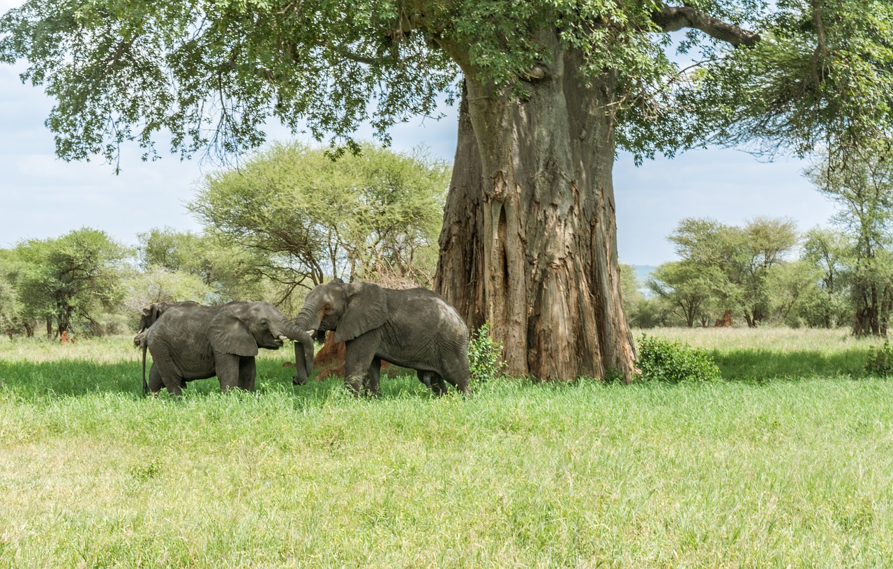 elephant  safari  africa free photo