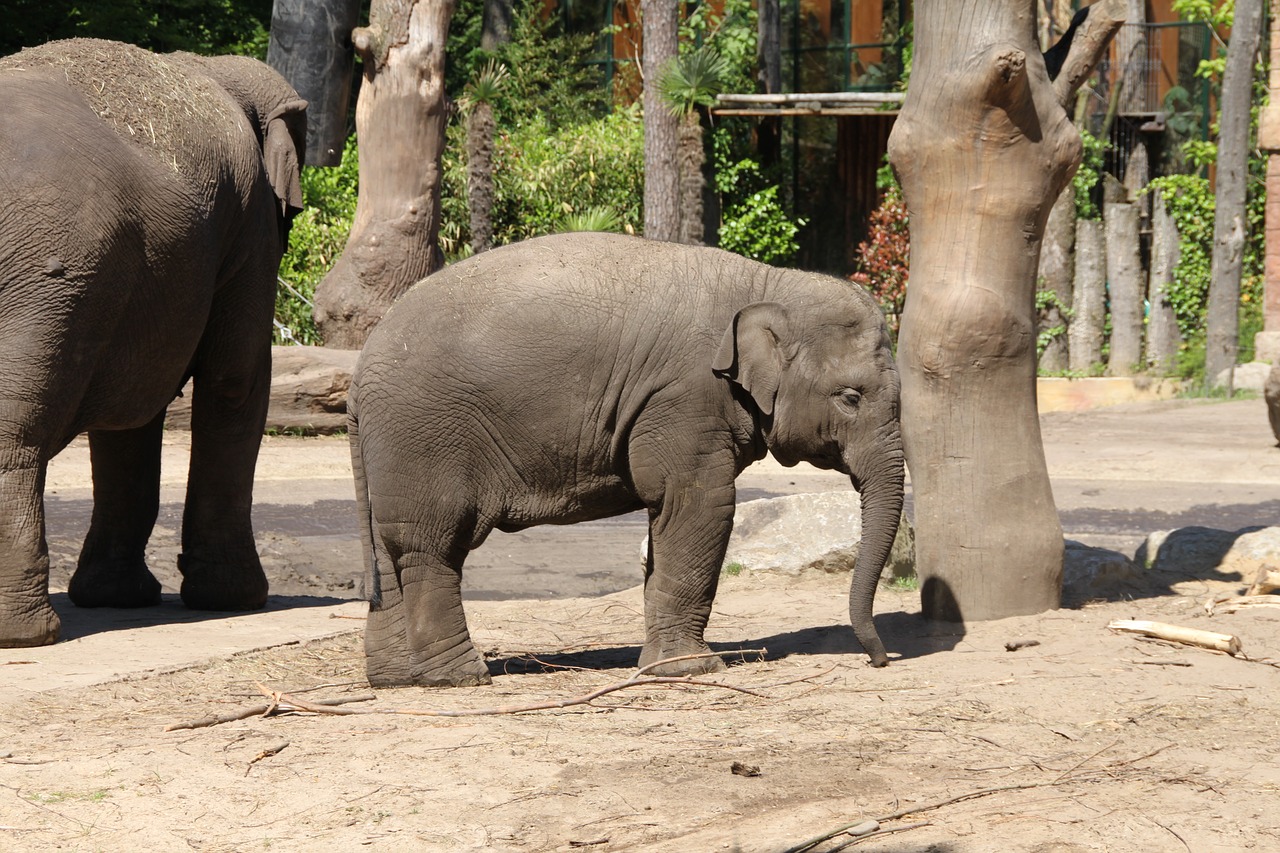 elephant  zoo  young free photo