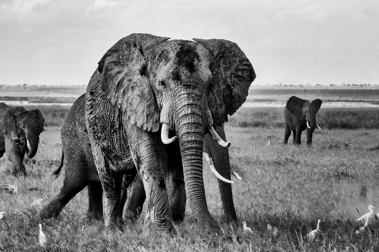 elephant  africa  safari free photo