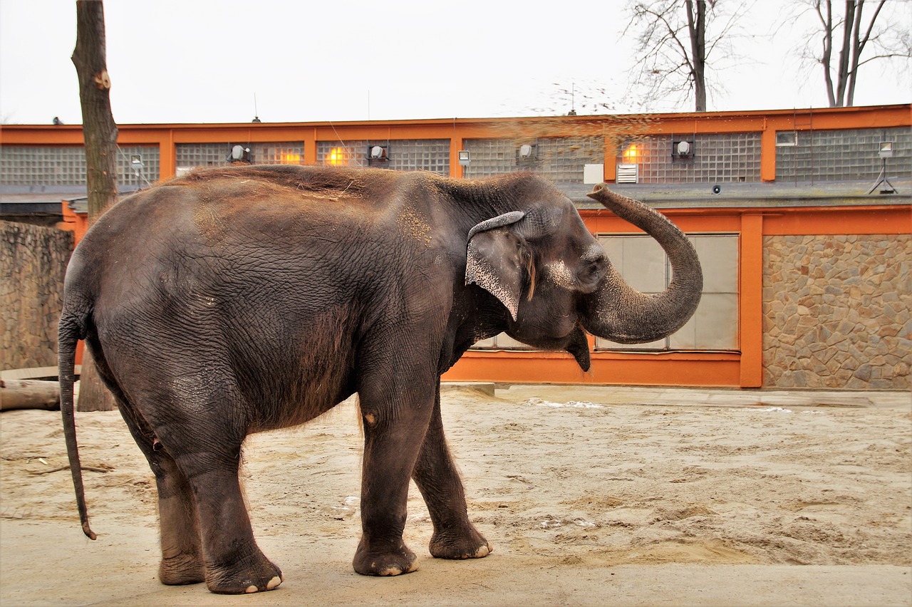 elephant  indian  zoo free photo