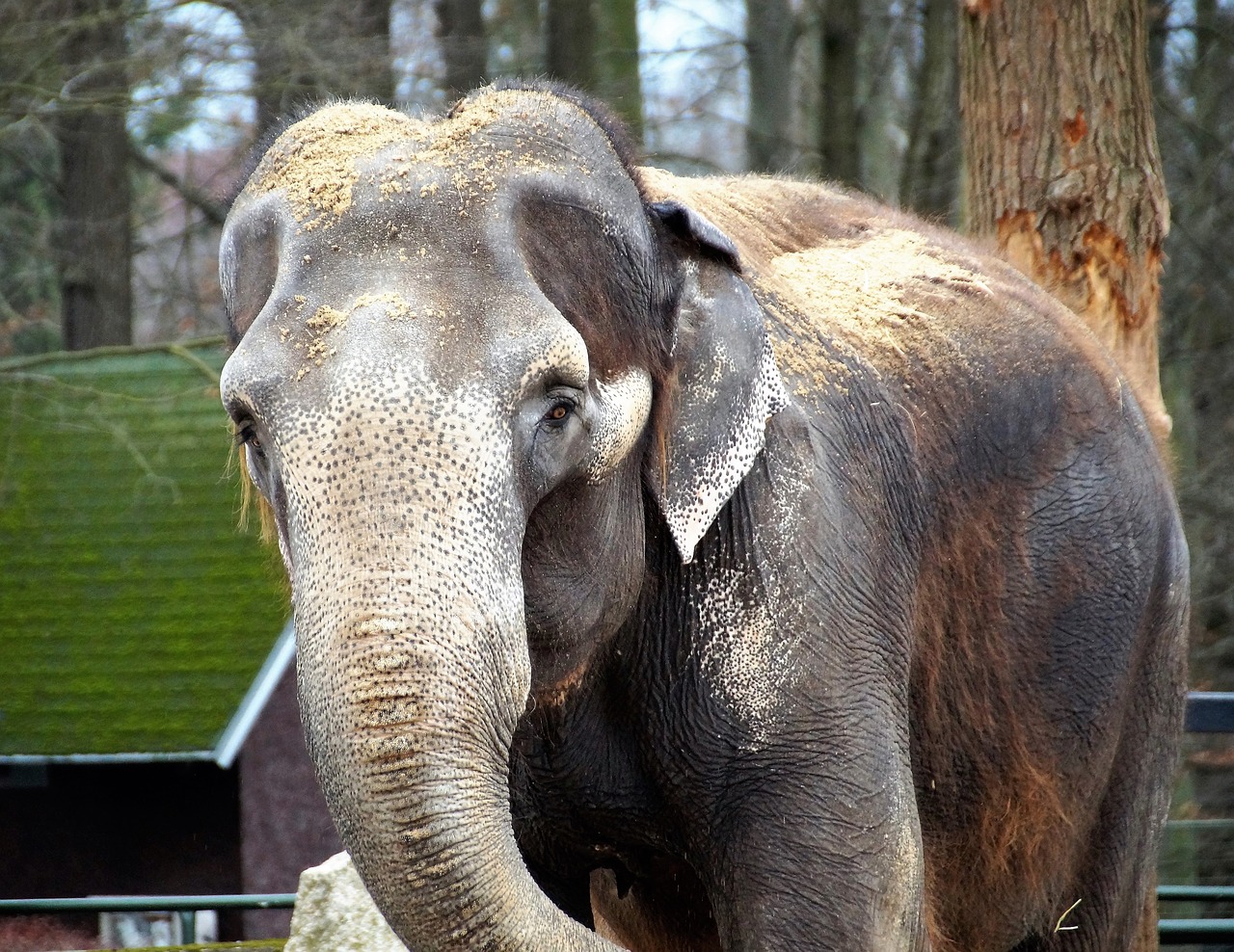 elephant  indian  zoo free photo
