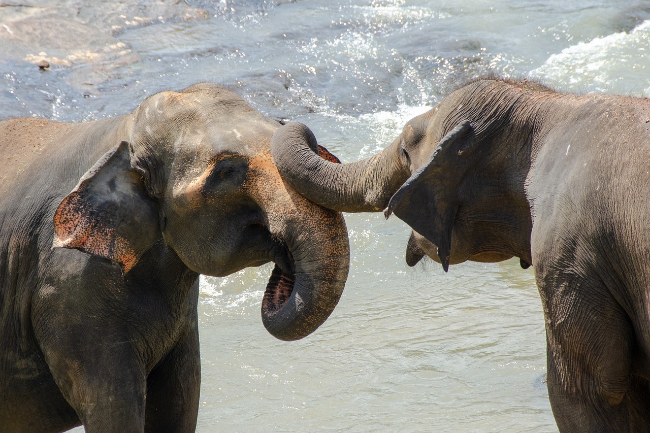 elephant  sri lankan elephant  asian free photo