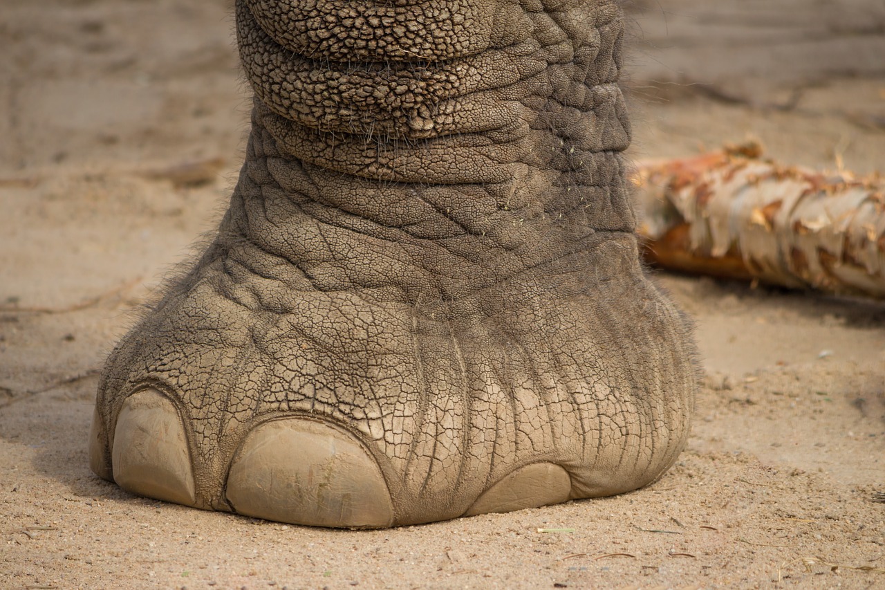 elephant  foot  mammal free photo