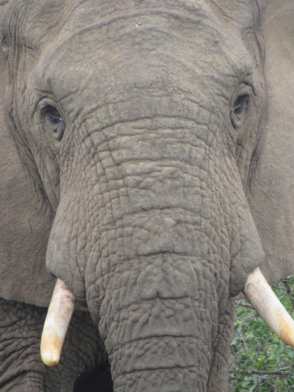 elephant  look at  penetrating free photo
