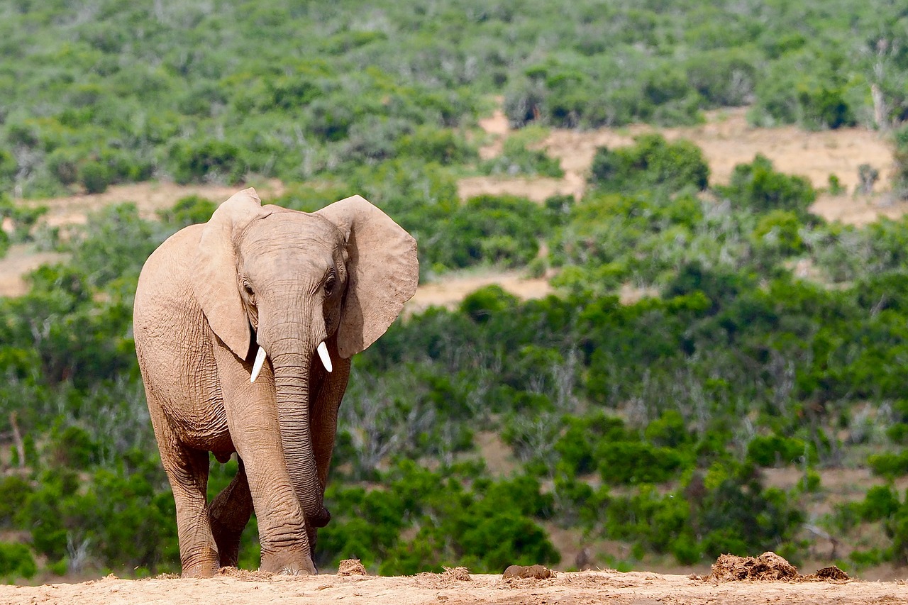 elephant  safari  south africa free photo