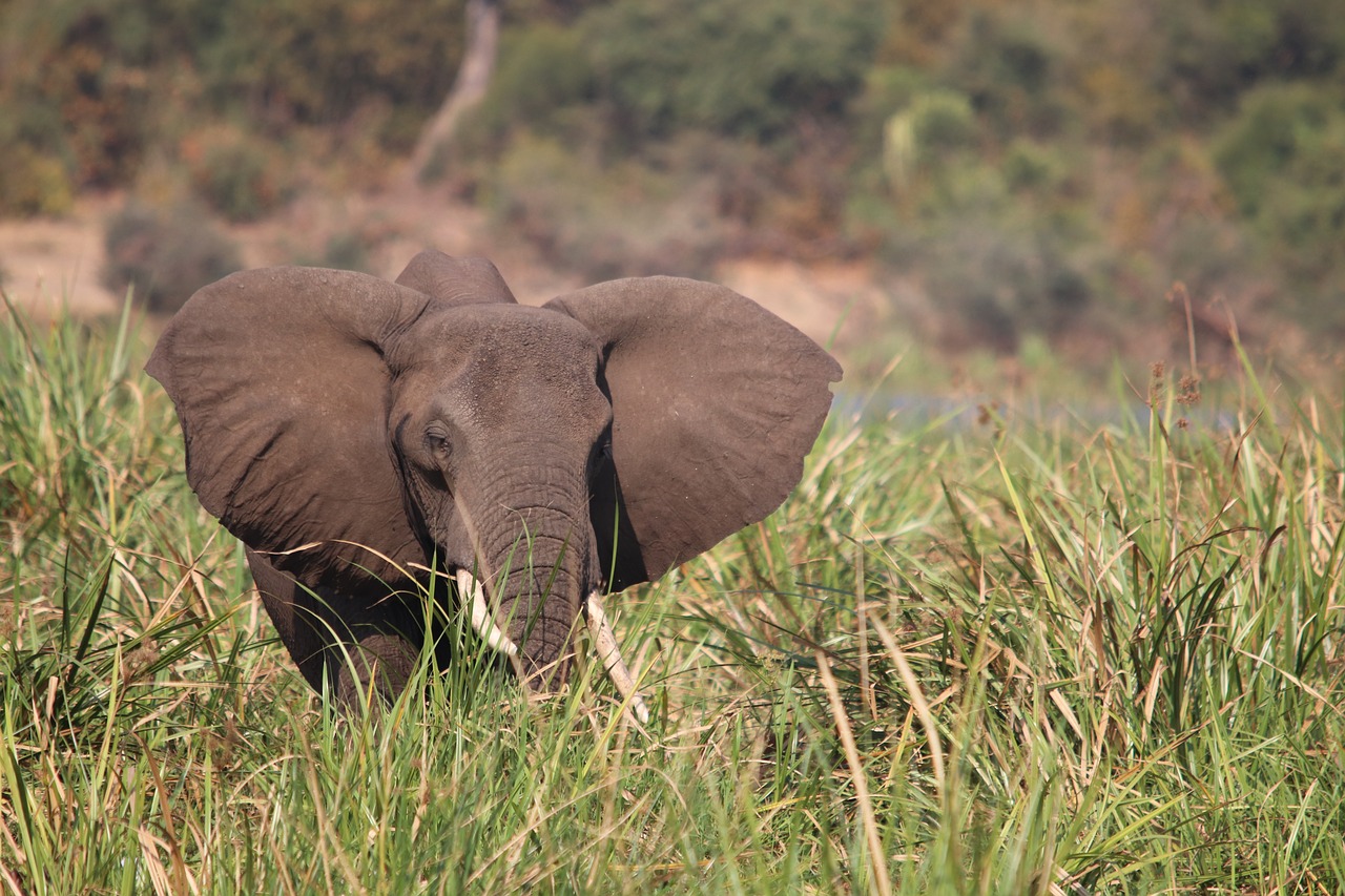 elephant  nile  uganda free photo