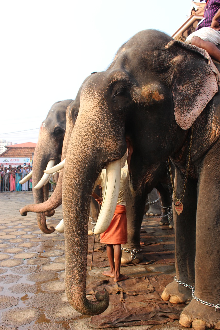 elephant  festival  hindu free photo