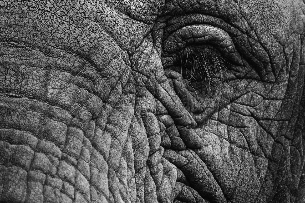 elephant  eye  eyelashes free photo