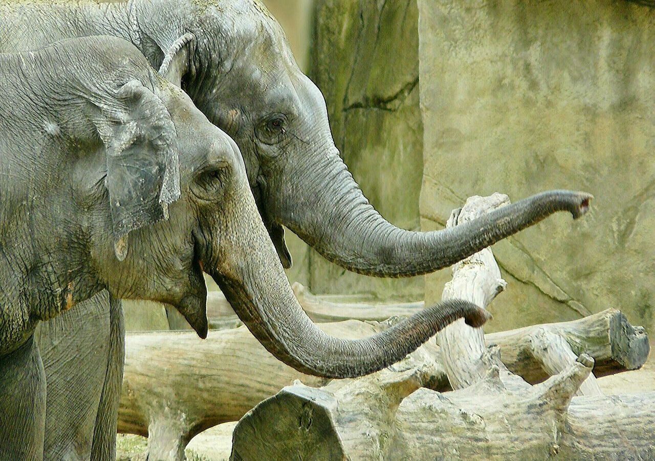 elephant animals nature free photo