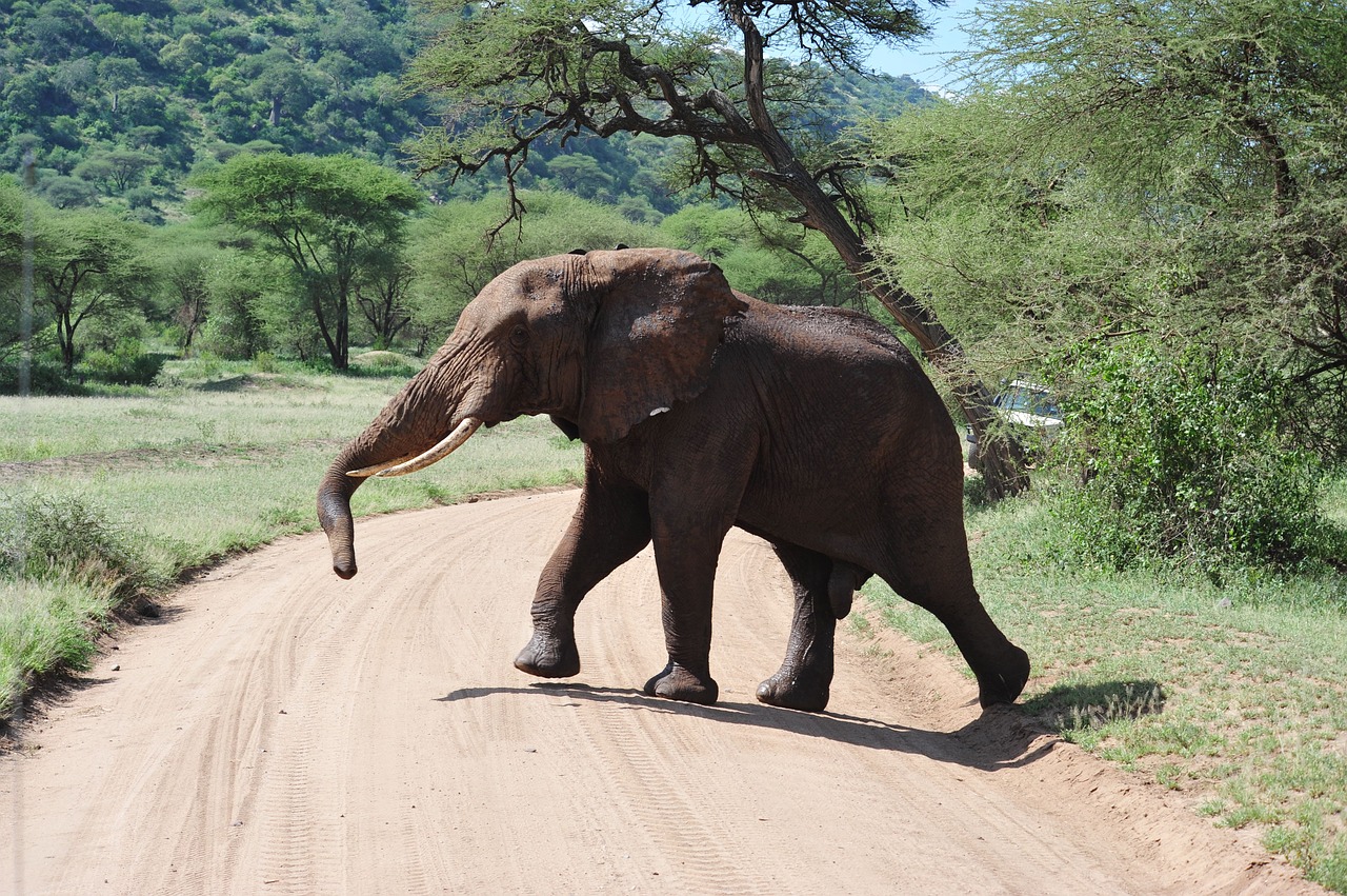 elephant  africa  safari free photo