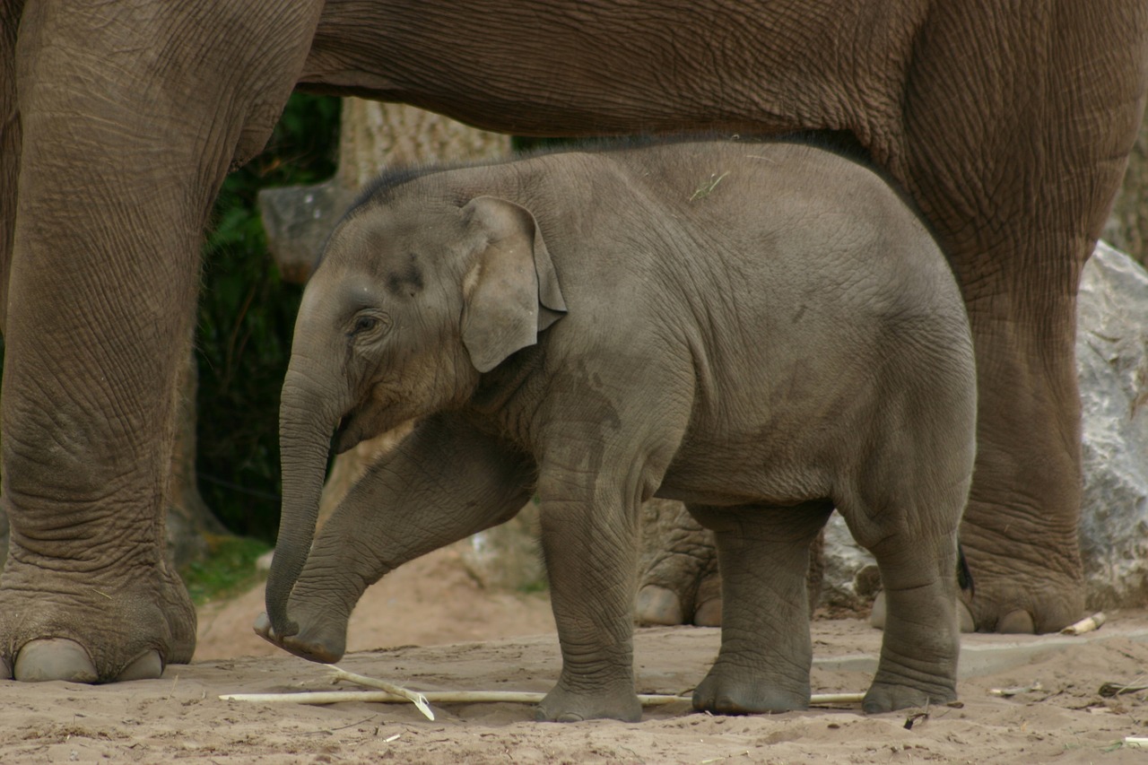 elephant  babyelephant  zoo free photo