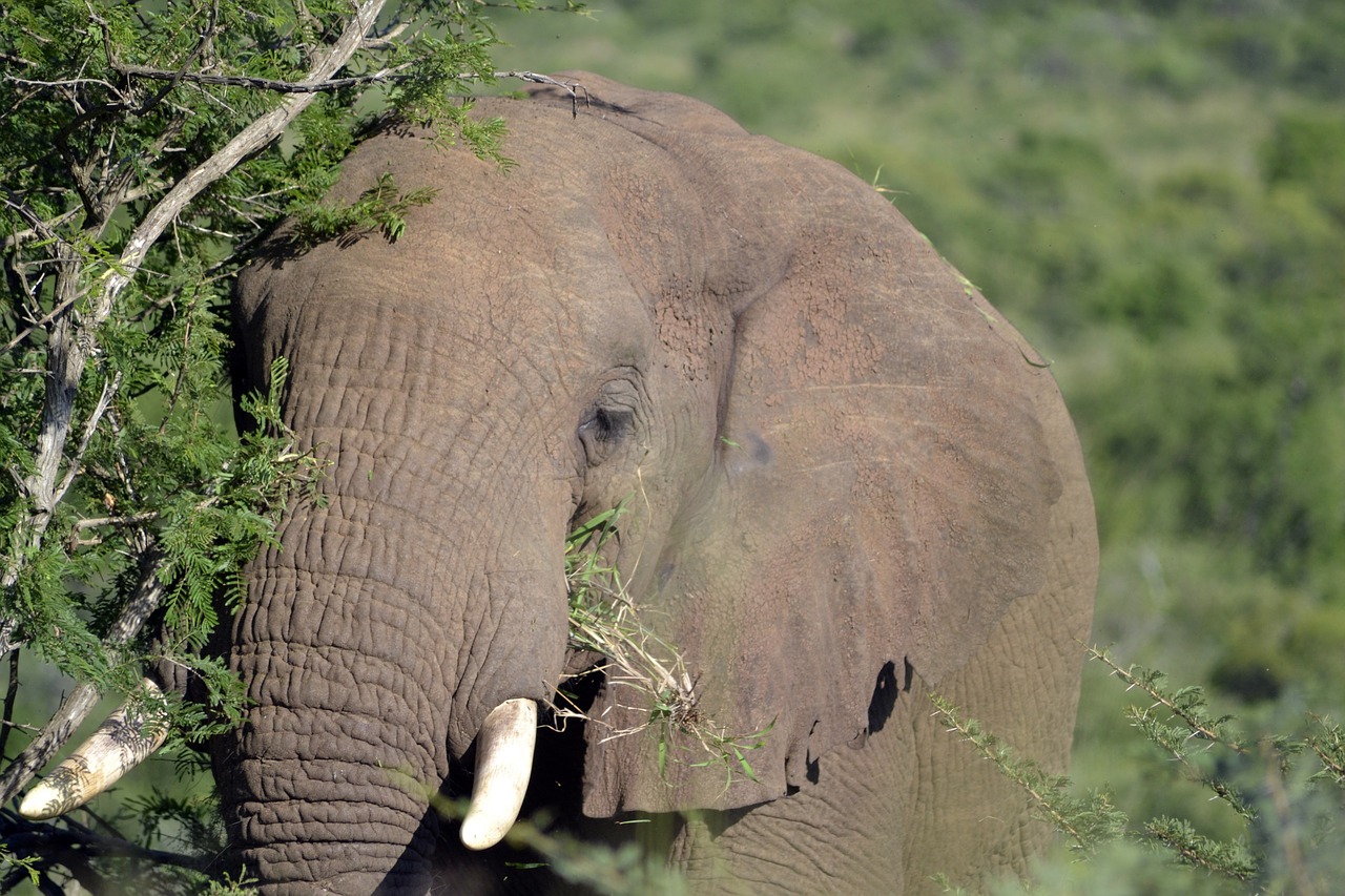 elephant  umfolozi game reserve  south african wildlife free photo