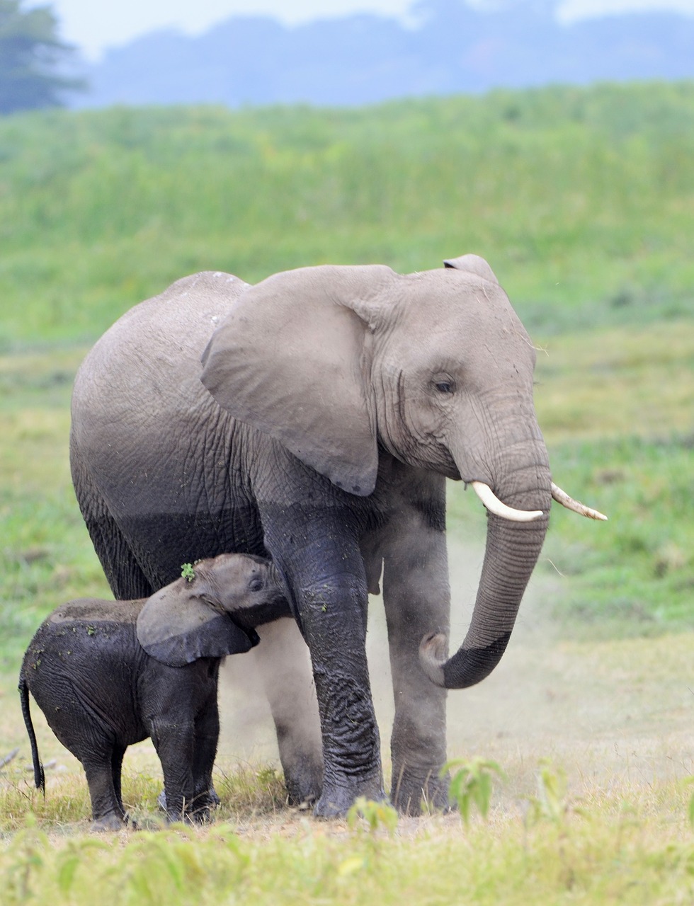 elephant  wildlife  africa free photo