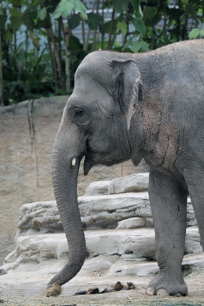 elephant  zoo  nature free photo