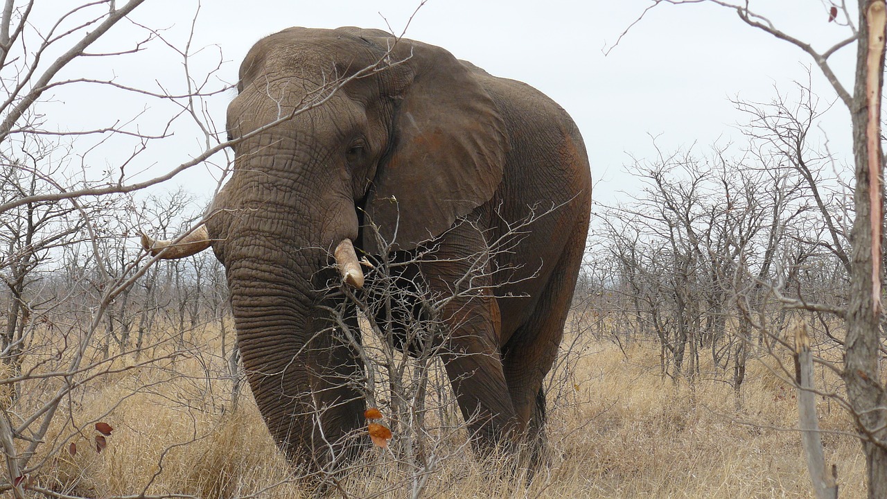 elephant  south africa  kruger free photo