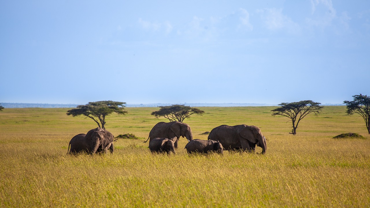 elephant  trees  savannah free photo