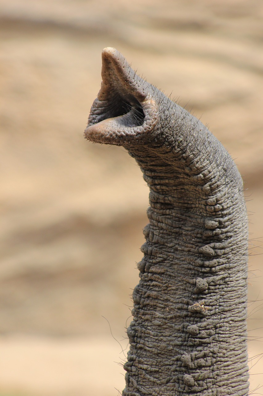 elephant  proboscis  animal free photo