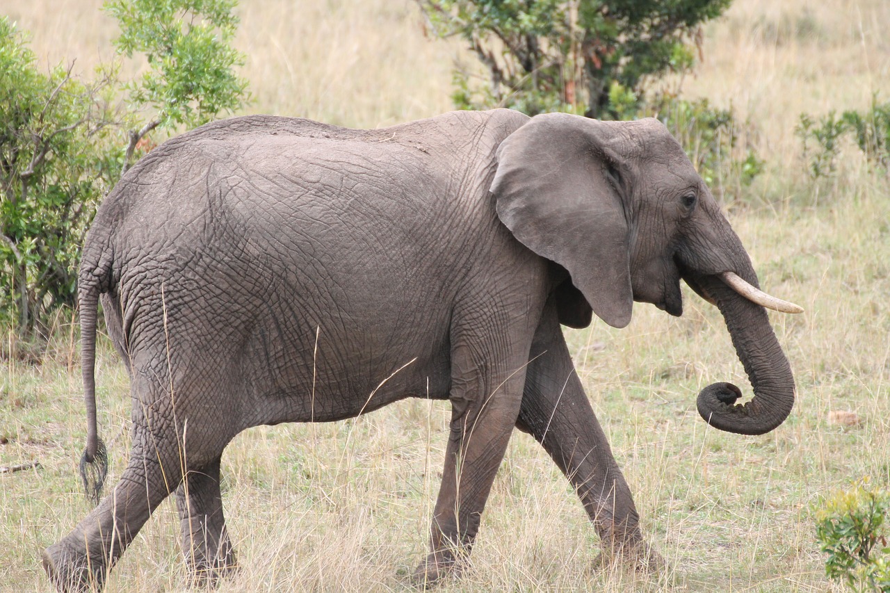 elephant savannah africa free photo