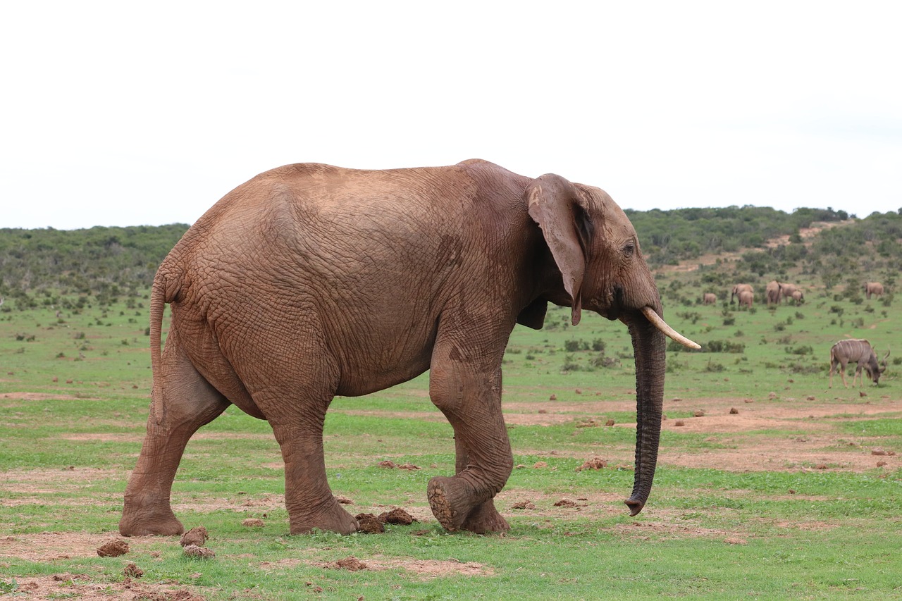 elephant  pachyderm  ivory free photo
