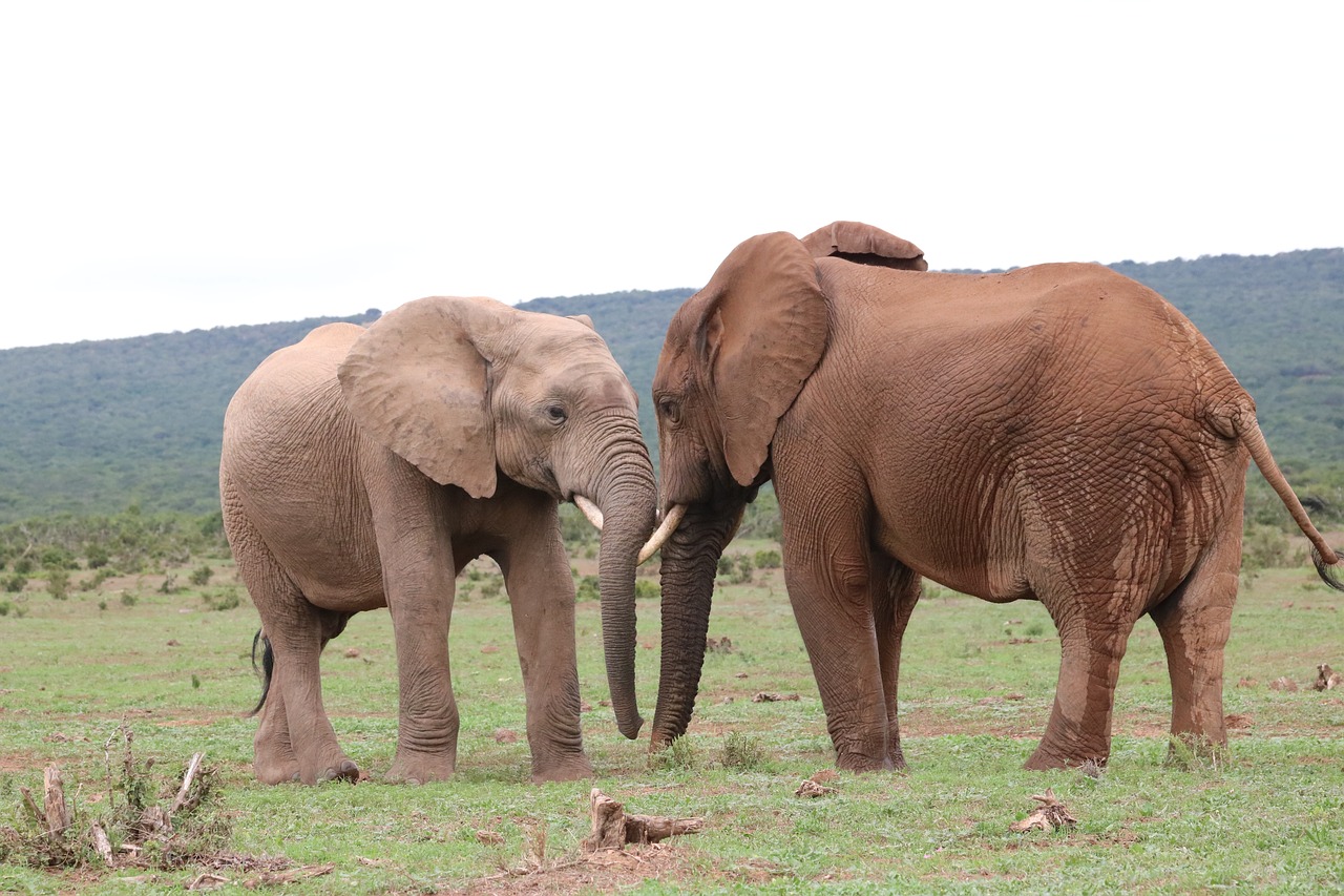 elephant  pachyderm  ivory free photo