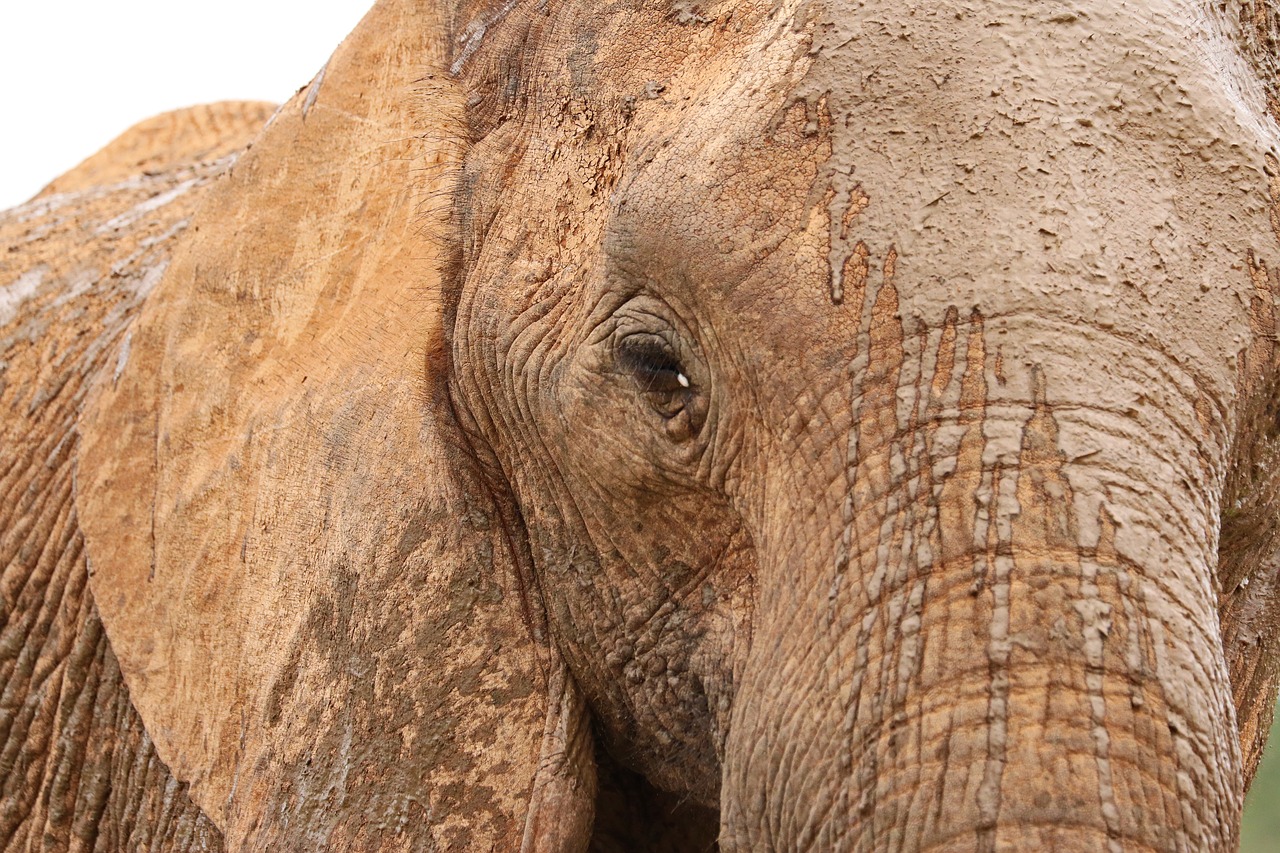 elephant  pachyderm  ivory free photo