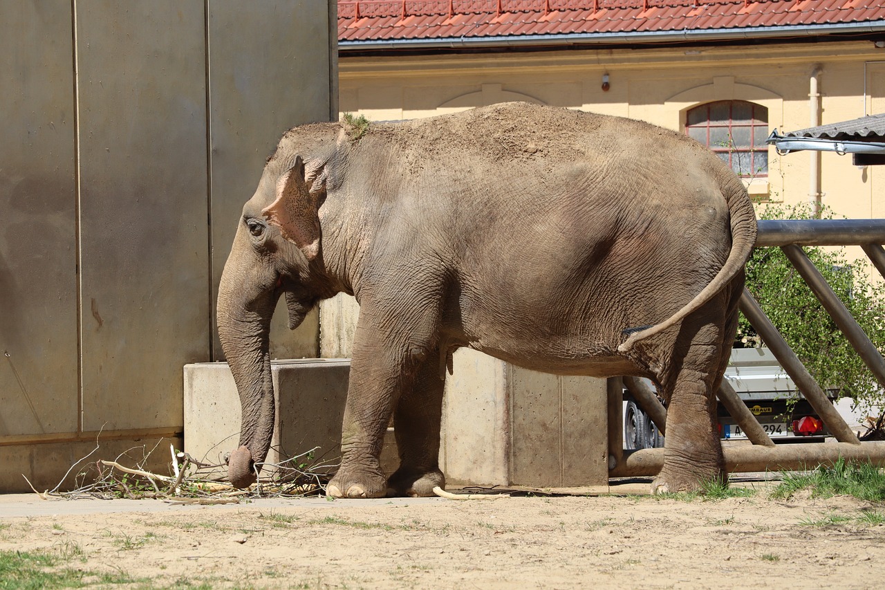 elephant  zoo  nature free photo