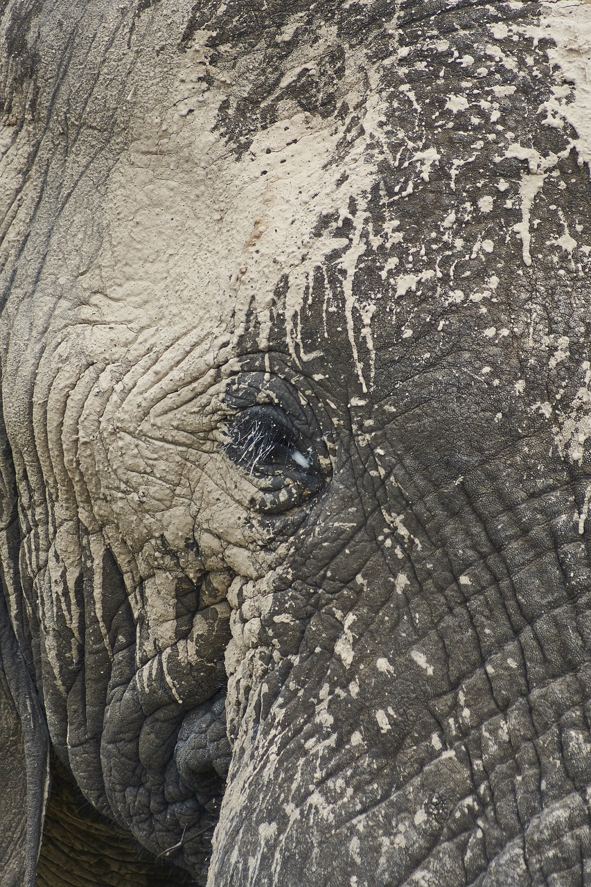 elephant  south africa  africa free photo