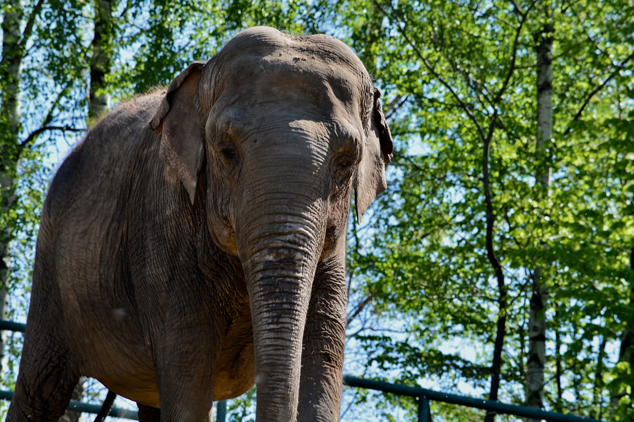 elephant  zoo  animal free photo