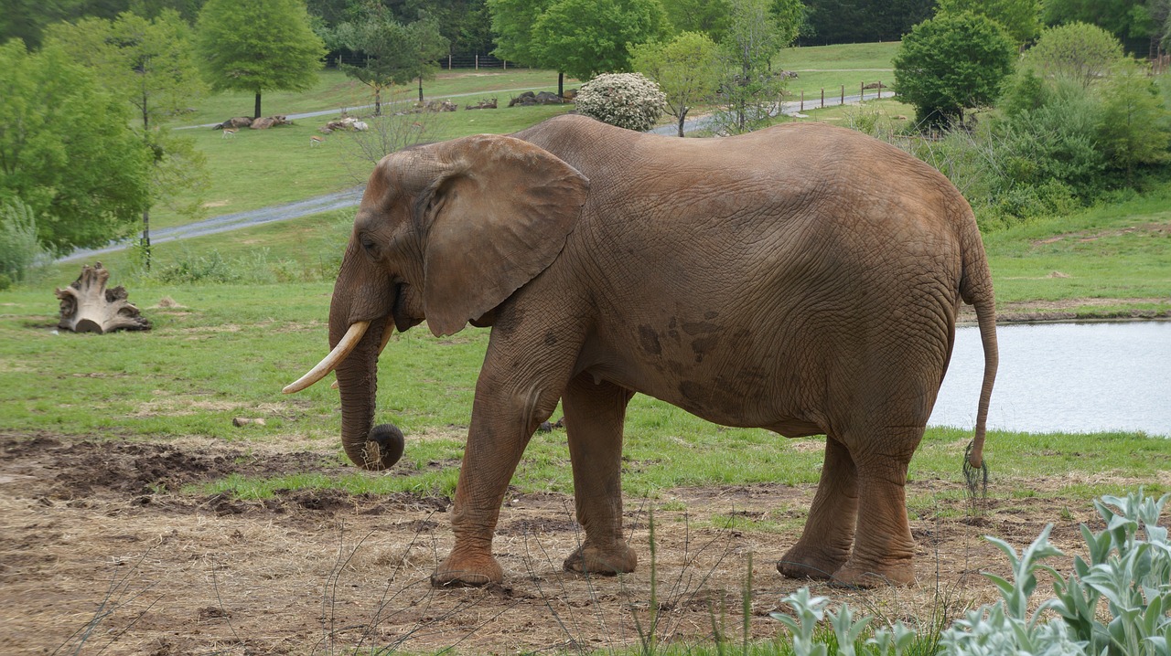 elephant  zoo  animal free photo