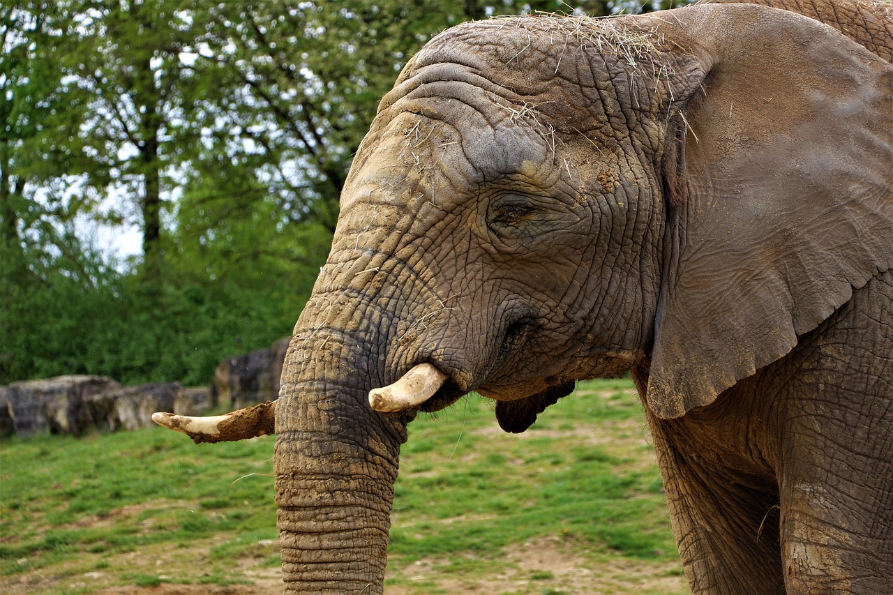 elephant  zoo  beauval free photo