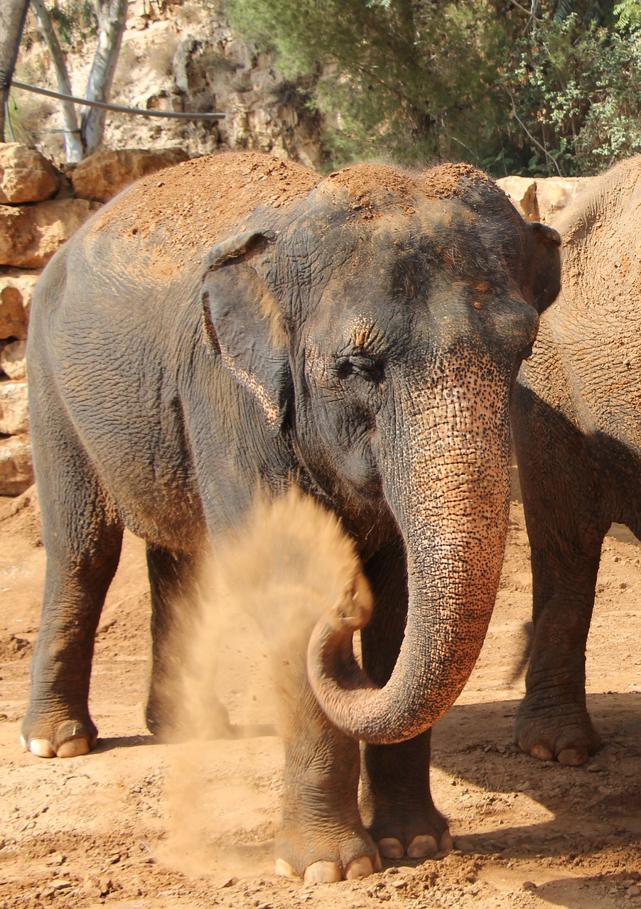éléphant  défense  animal africain free photo