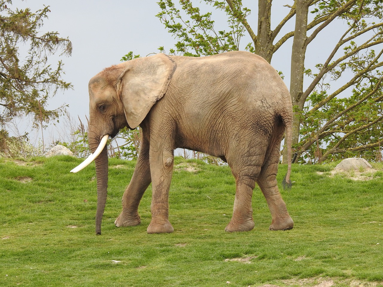 elephant  ivory  africa free photo