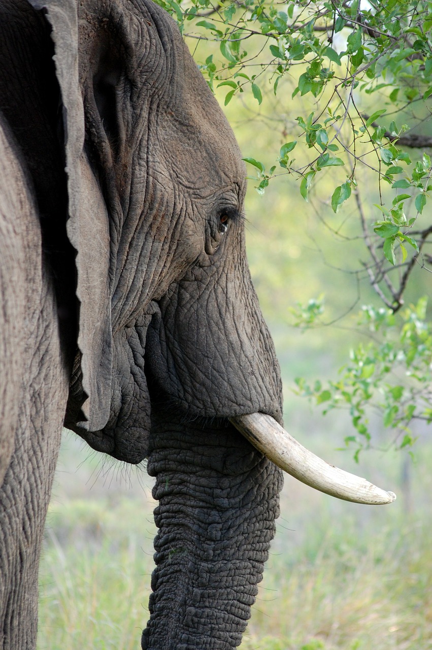 elephant tusk ivory free photo
