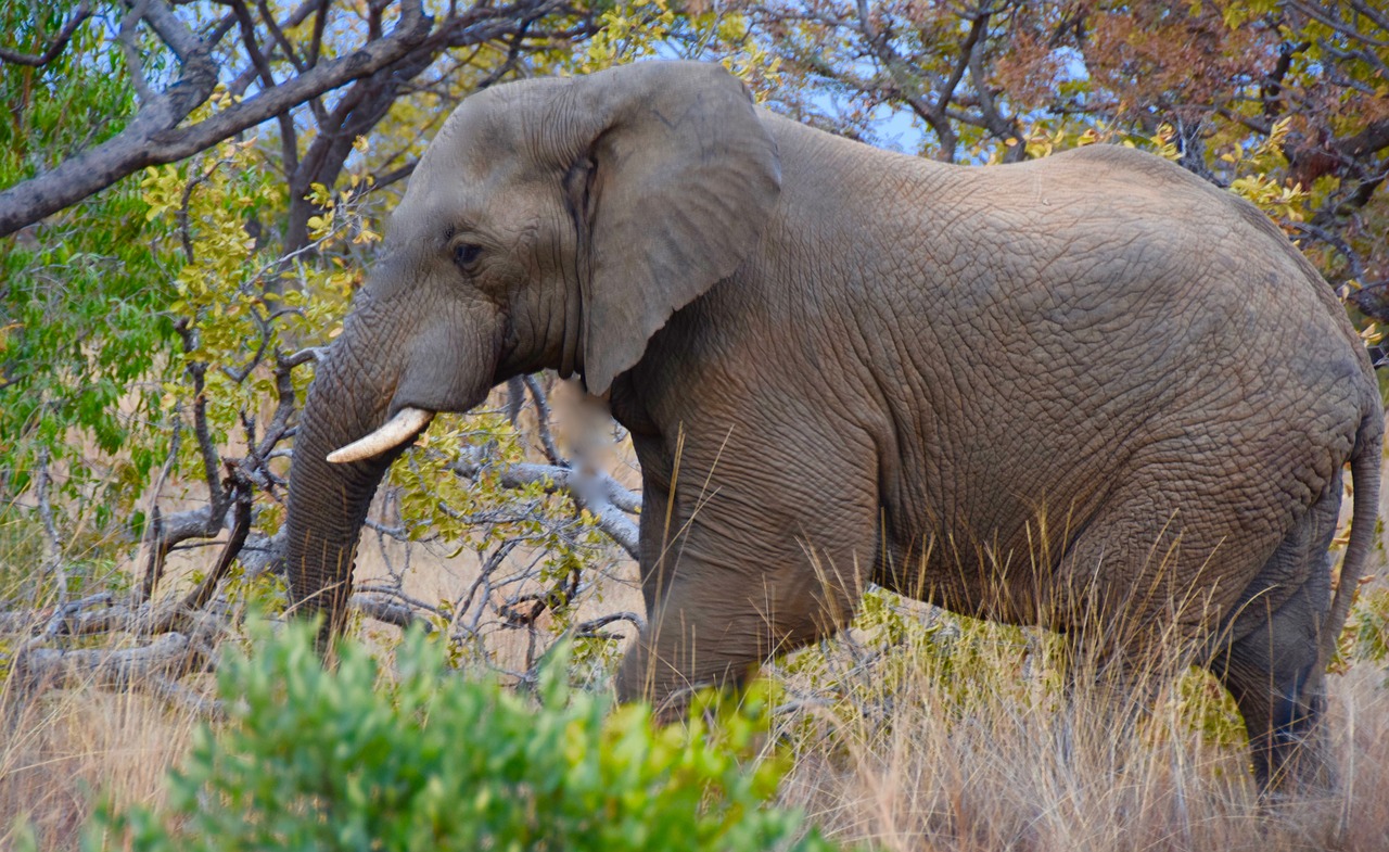elephant  safari  africa free photo