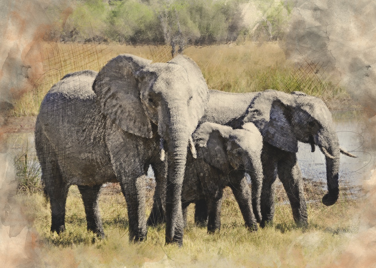 elephant  africa  okavango delta free photo