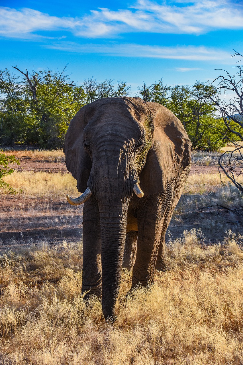 elephant  namibia  africa free photo