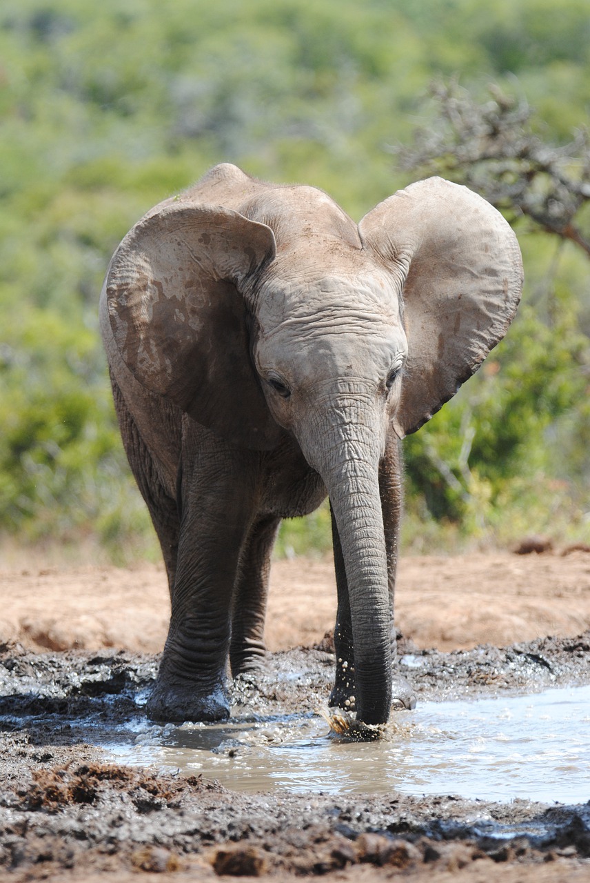 elephant  waterhole  addo free photo
