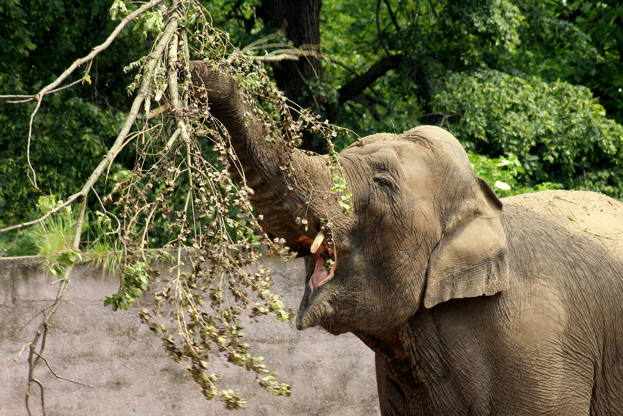 elephant  proboscis  mammal free photo