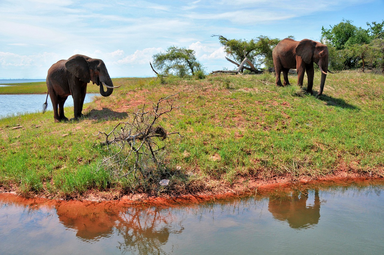 elephant  zimbabwe  africa free photo