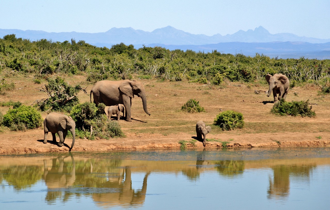 elephant herd of elephants animals free photo